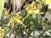 Oncidium sphacelatum