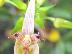 Bulbophyllum blepharistes