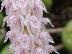 Bulbophyllum lilacinum