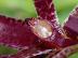 Bulbophyllum patens