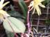Bulbophyllum purpurascens
