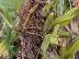 Bulbophyllum reclusum
