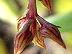 Bulbophyllum reclusum