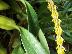 Bulbophyllum rufinum