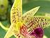 Bulbophyllum rufuslabrum