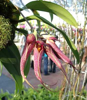 Bulbophyllum