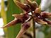 Bulbophyllum sanguinropunctatum