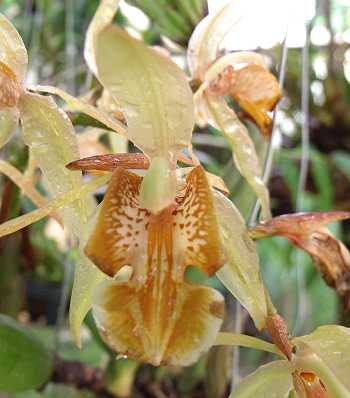 Coelogyne fuscescens