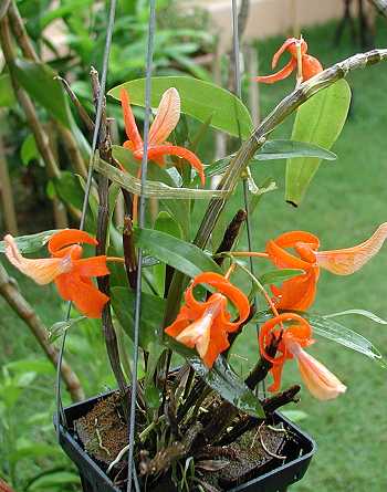 Dendrobium unicum