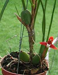 Maxillaria tenuifolia