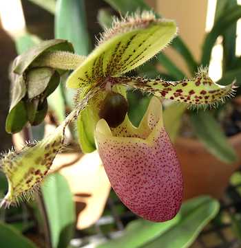 Paphiopedilum chamberlainianum