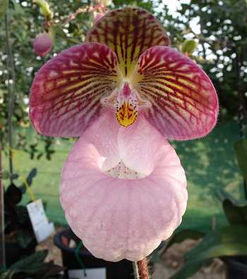 Paphiopedilum