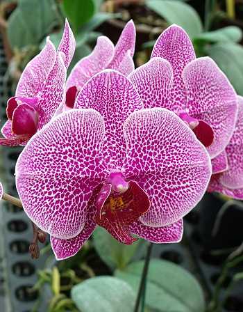 Phalaenopsis