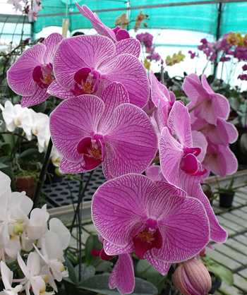 Phalaenopsis