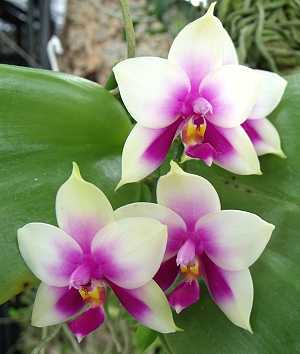 Phalaenopsis violacea