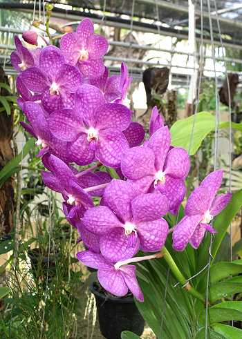 Vanda