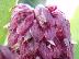 Bulbophyllum xylophyllum