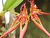 Bulbophyllum wendlandianum