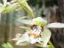 Coelogyne lentiginosa