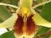 Coelogyne pallens