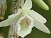 Dendrobium cretaceum