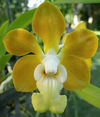 Vanda