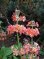 Primula 'Aileen Aroon'