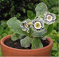 Primula auricula Aurikel