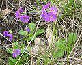 Primula cuneifolia