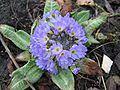 Primula denticulata