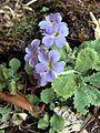 Primula edgeworthii