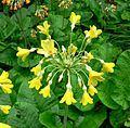 Primula florindae