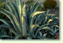 Agave