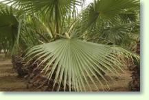 Washingtonia