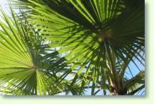 Washingtonia filifera