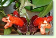 Aeschynanthus