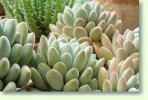 Pachyphytum bracteosum