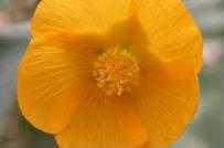 Abutilon