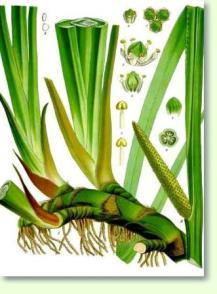 Acorus calamus