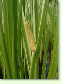 Acorus calamus