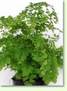 Adiantum