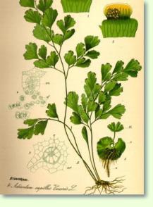 Adiantum capillus-veneris