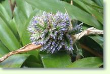 Aechmea serrata