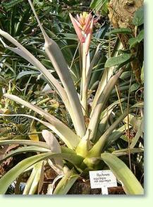 Lanzenrosette: Aechmea aquilegia