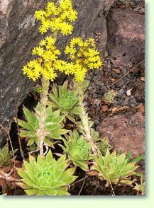 Aeonium simsii