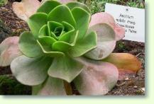 Aeonium nobile