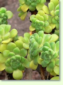 Aeonium