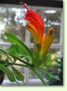 Aeschynanthus