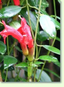 Aeschynanthus radicans