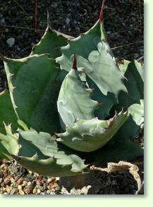 Agave colorat